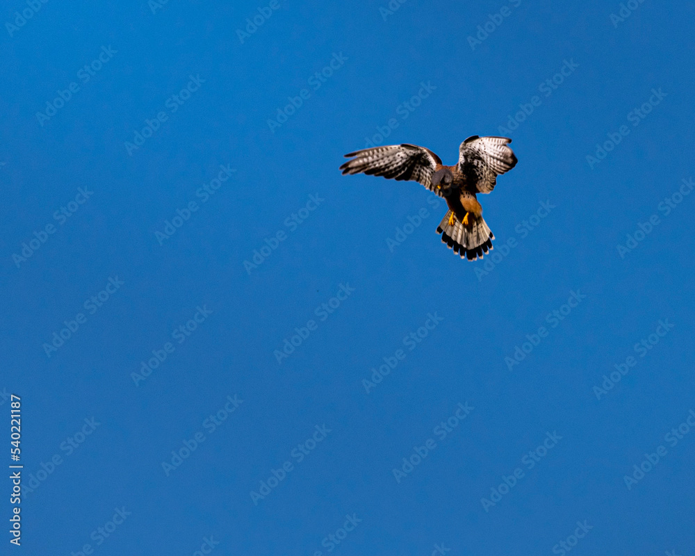 Fototapeta premium a kite in the sky