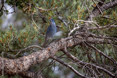 The pinyon jay (Gymnorhinus cyanocephalus) sitting in the tree, it is a jay with beautiful blue feathers, photo taken in the grand canyon national park photo