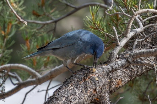 The pinyon jay (Gymnorhinus cyanocephalus) eating food in the tree, it is a jay with beautiful blue feathers, photo taken in the grand canyon national park