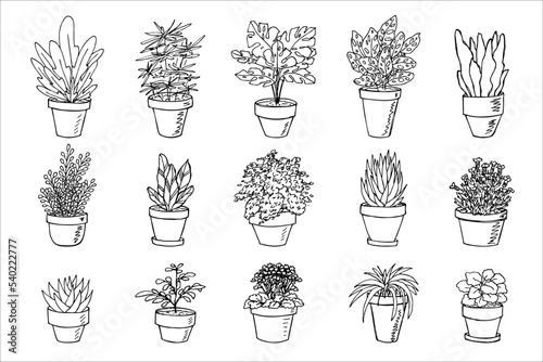 Cute hand drawn houseplant in a pot clipart. Plant illustration. Cozy home doodle set