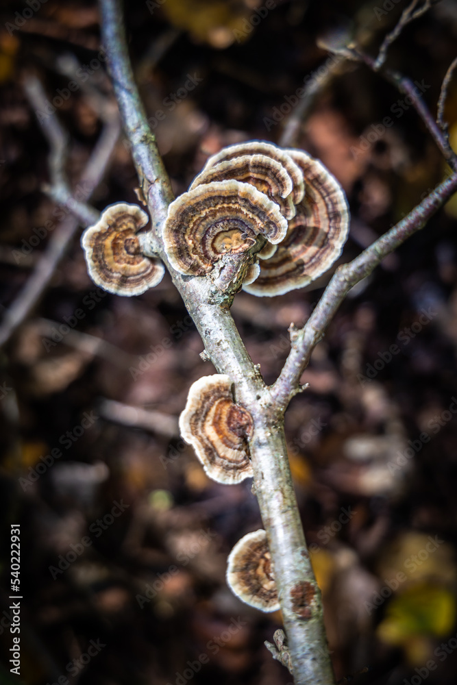 Champignons poussant sur une branche de bois mort Champignons poussant sur une branche de bois mort