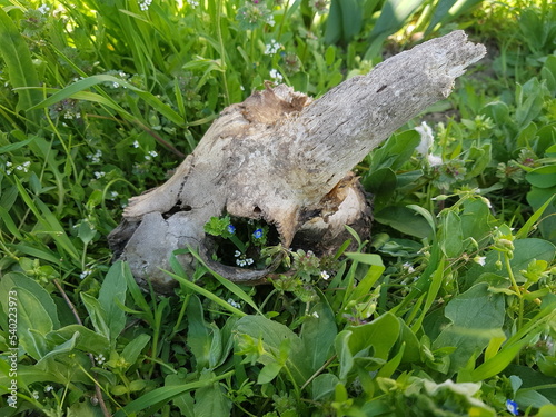 horned goat skull in the grass with flowers in the eye sockets photo