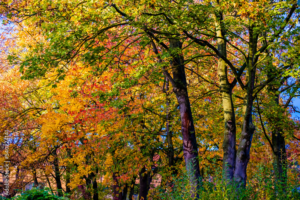 autumn coloured trees and leaves