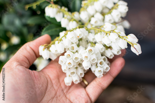 Black woman, African American woman hand cradling a cluster of white Japanese pieris andromeda flowers, mountain andromeda, Pieris Japonica