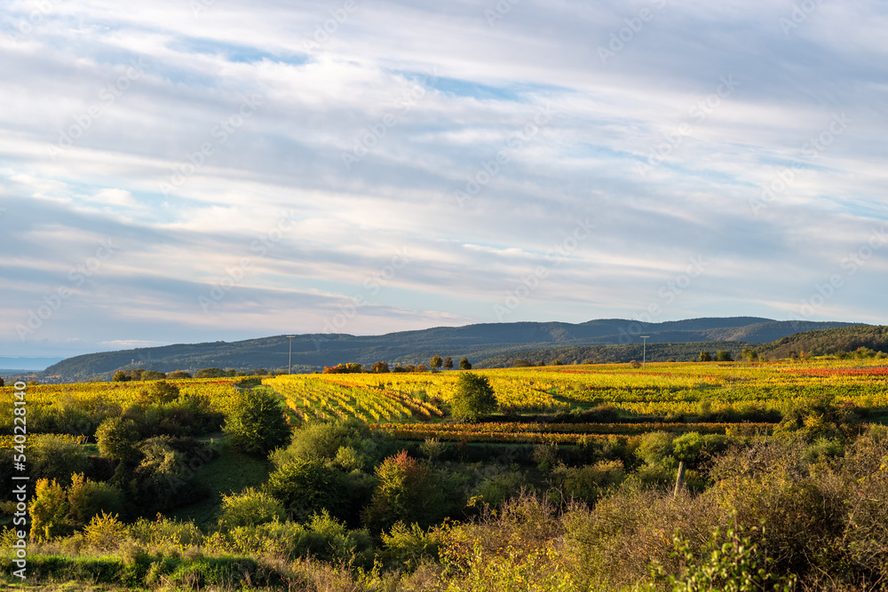Fototapeta premium weinberge im herbst