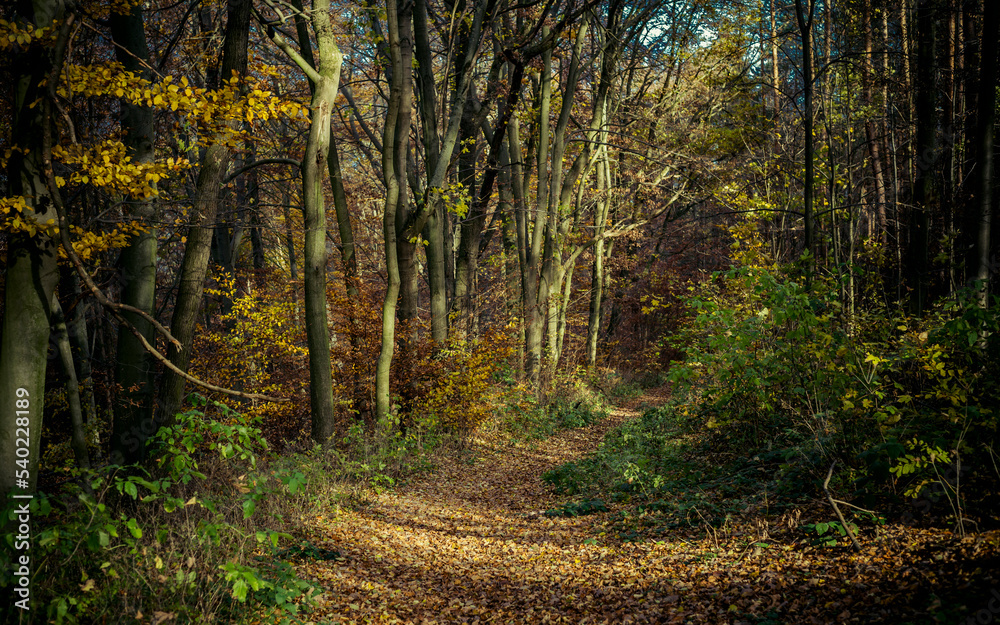 Fototapeta premium bright colors in the autumn forest