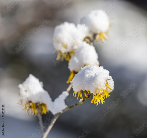 witch hazel with snow cap © OE993