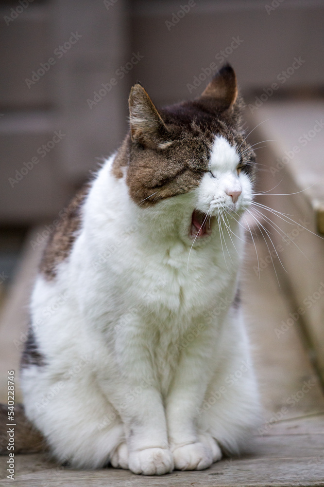 Fototapeta premium Yawning cat