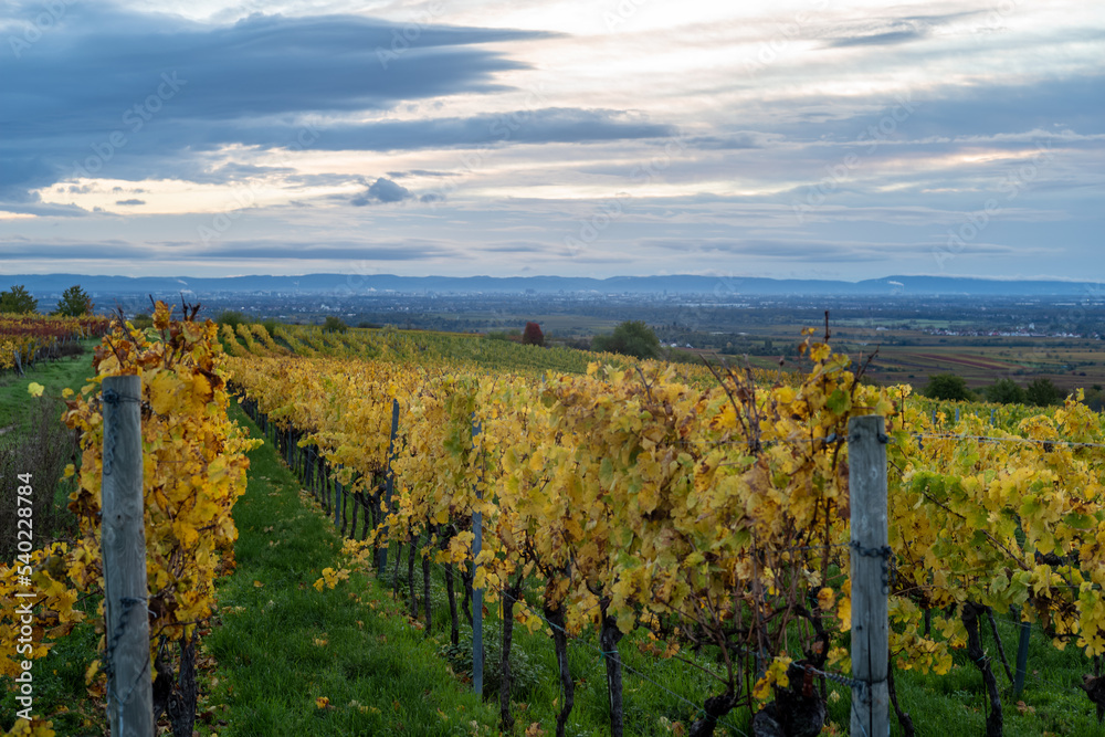 Fototapeta premium vineyard in autumn