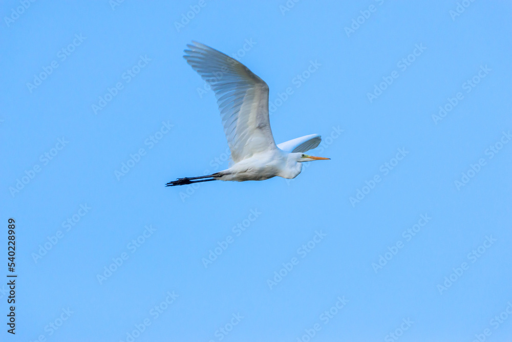 Great White Egret flies in the sky Great White Egret flies in the sky