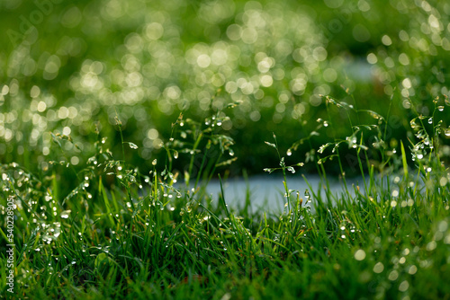 Bright green blurred grass background with water drops.