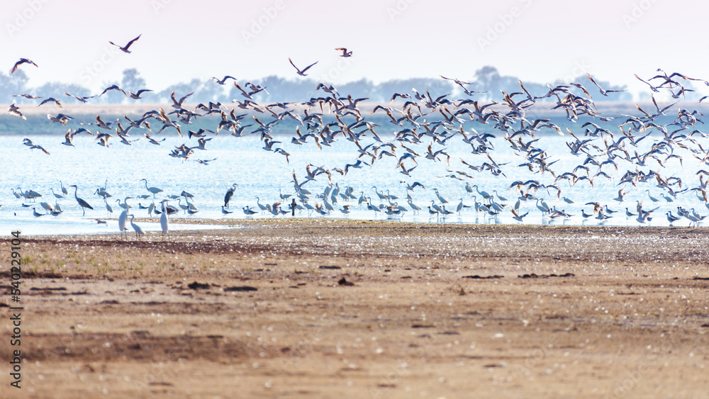White herons stays in swallow water and flock of seagulls flies over the water. Birdwatching in the wild. Nature of south region in Ukraine White herons stays in swallow water and flock of seagulls flies over the water. Birdwatching in the wild. Nature of south region in Ukraine