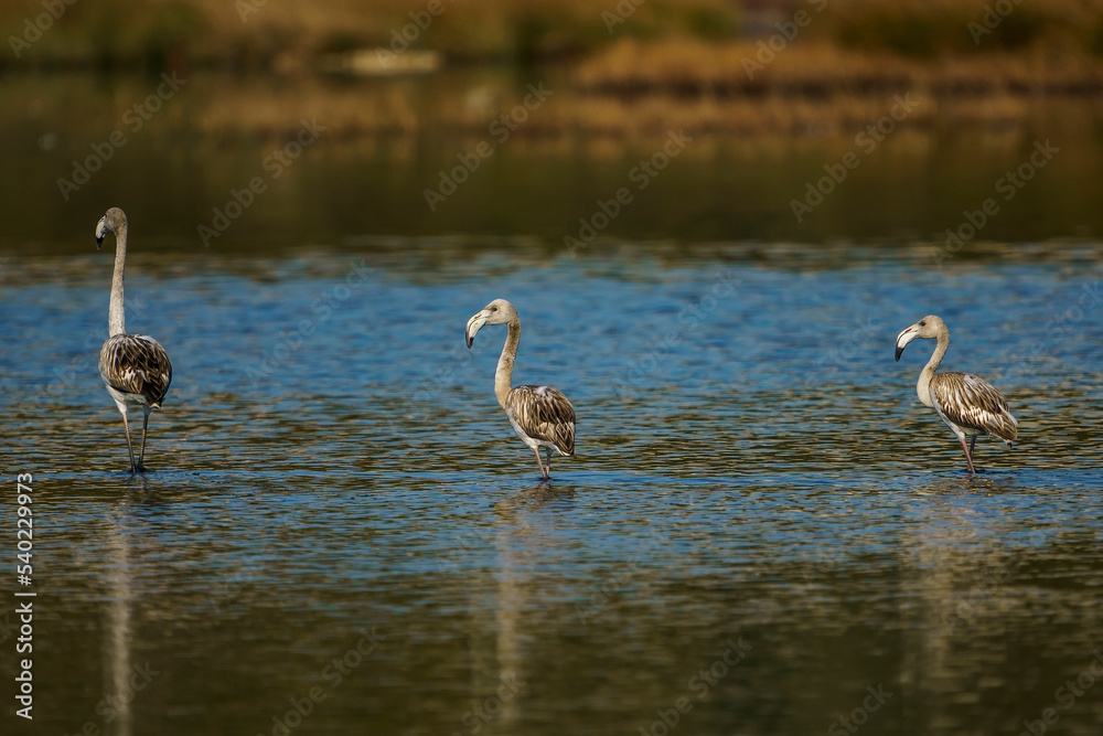 A group of Greater Flamingos (Phoenicopterus roseus) perched standing in a lake A group of Greater Flamingos (Phoenicopterus roseus) perched standing in a lake
