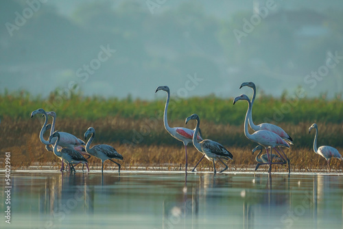 A group of Greater Flamingos  Phoenicopterus roseus  perched standing in a lake