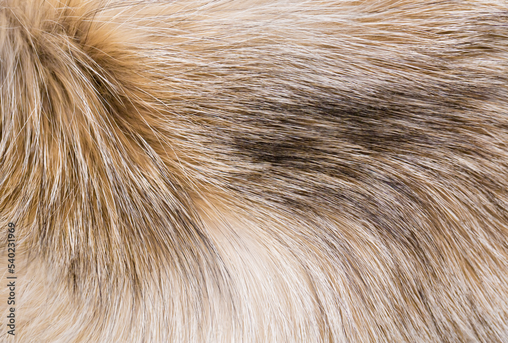 Animal fur close up. Background of gray sable and red fox or chinchilla wool, pile fur texture.