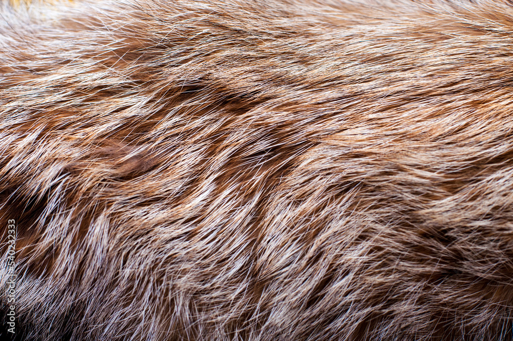 Black fox fur close up. Background of gray animal fur chinchilla, texture of fur pile. Black fox fur close up. Background of gray animal fur chinchilla, texture of fur pile.