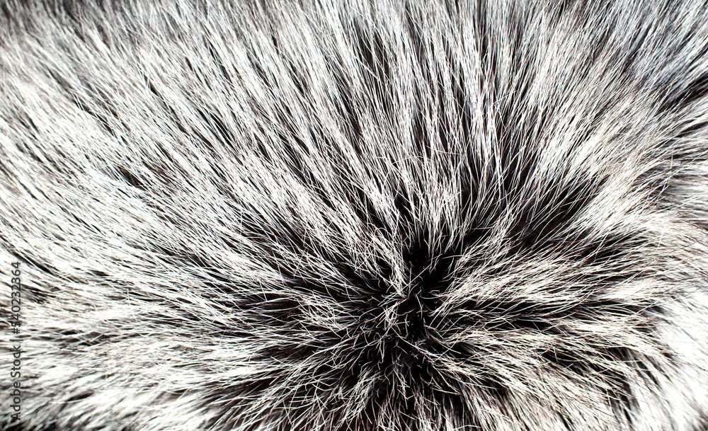 Black fox fur close up. Background of gray animal fur chinchilla, texture of fur pile. Black fox fur close up. Background of gray animal fur chinchilla, texture of fur pile.