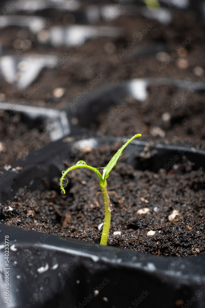 Growing peppers from seeds. Step 4 - First Sprout Growing peppers from seeds. Step 4 - First Sprout