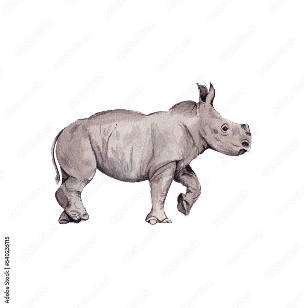Illustrated Baby Rhinoceros painted in watercolor