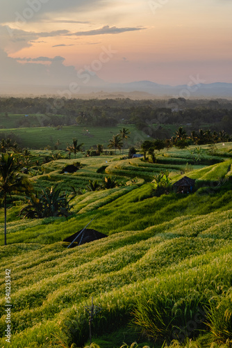Jatiluwih - rice terraces at sunrise  Bali