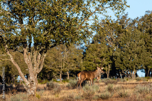 Male red deer with antlers during the bellow. Cervus elaphus.