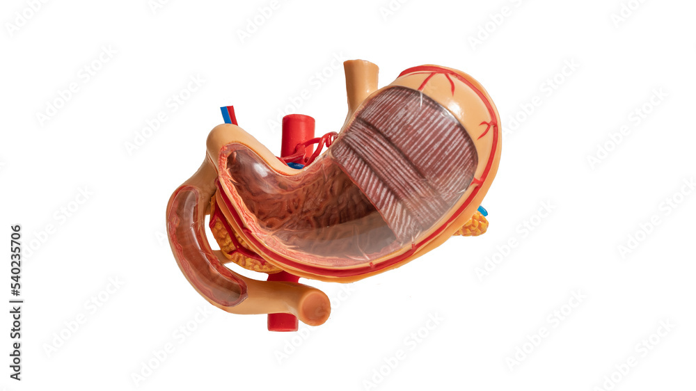 Photo of a mock stomach on a white background. For your design Photo of a mock stomach on a white background. For your design