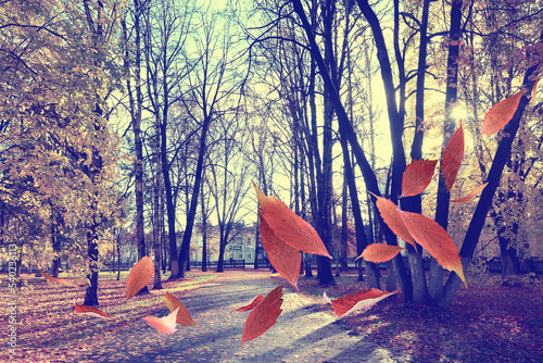 park landscape falling flying yellow leaves autumn background walk calendar