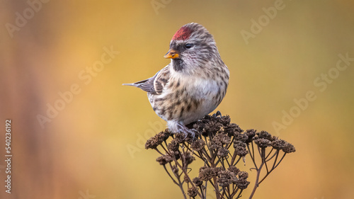 Small bird redpoll sitting on a plant