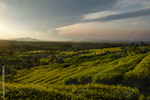 Fototapeta Naklejka Na Ścianę i Meble -  Jatiluwih - rice terraces at sunrise, Bali