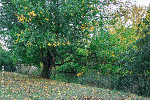 Sotillo Park and Orchard of the Bishop in Palencia. Spain photo