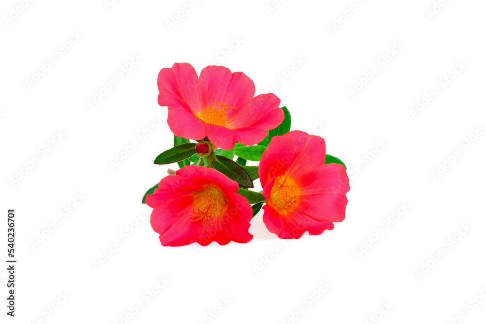 Pink Flower, Moss rose purslane flower isolated on white background Pink Flower, Moss rose purslane flower isolated on white background