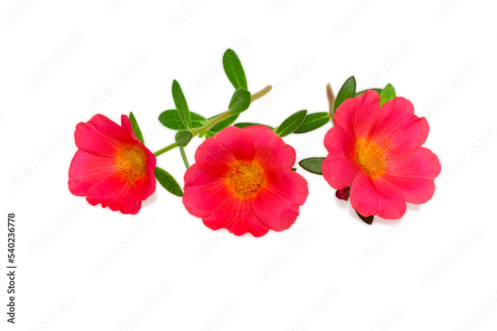 Pink Flower, Moss rose purslane flower isolated on white background Pink Flower, Moss rose purslane flower isolated on white background