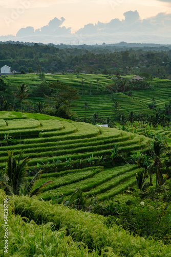 Jatiluwih - rice terraces at sunrise  Bali