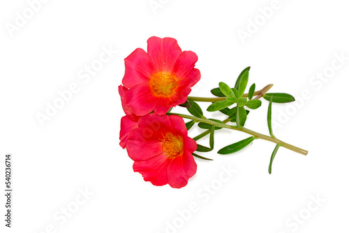 Pink Flower, Moss rose purslane flower isolated on white background