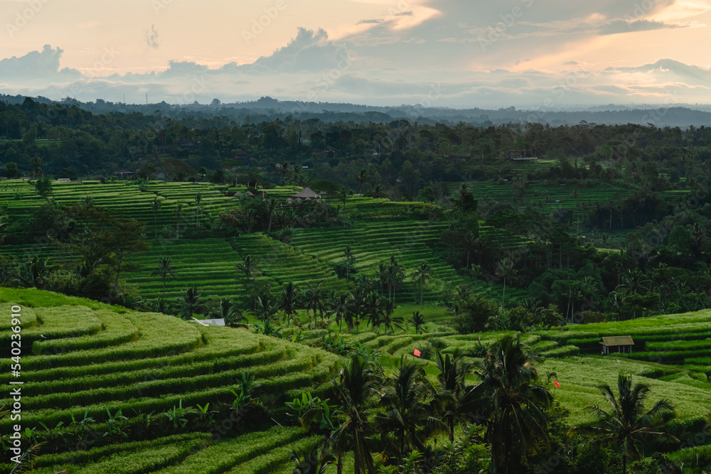 Jatiluwih - rice terraces at sunrise, Bali