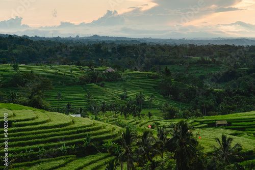 Jatiluwih - rice terraces at sunrise  Bali