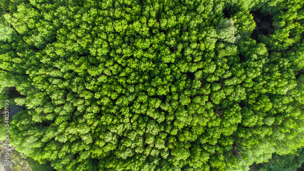 Green Mangrove Forest Green Mangrove Forest