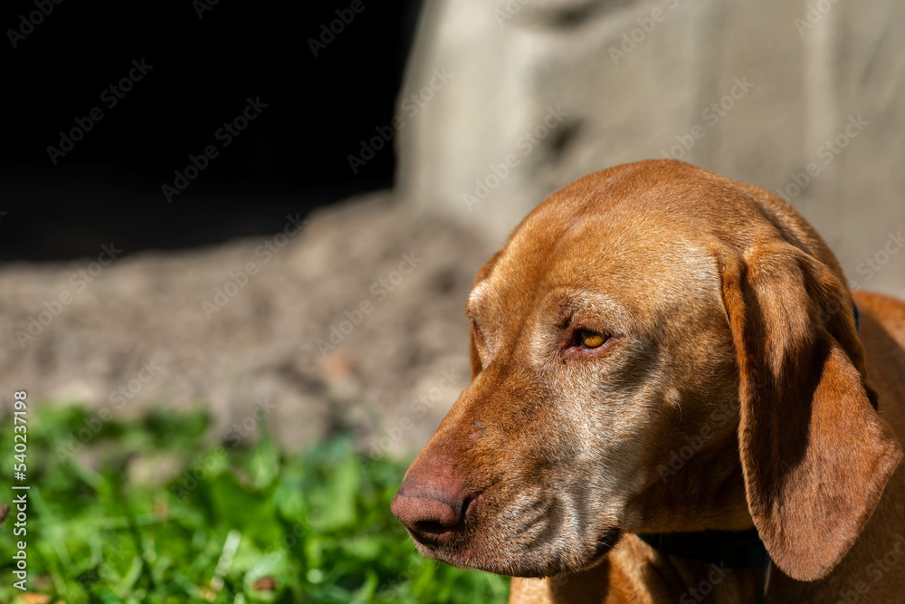 Purebred old 10 years old hungarian vizsla portrait shot on a bright sunny day. Purebred old 10 years old hungarian vizsla portrait shot on a bright sunny day.