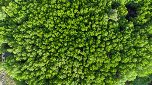 Green Mangrove Forest