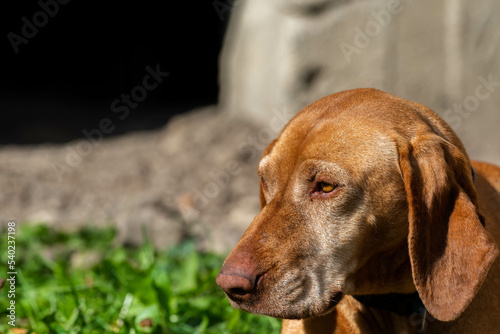 Purebred old 10 years old hungarian vizsla portrait shot on a bright sunny day.