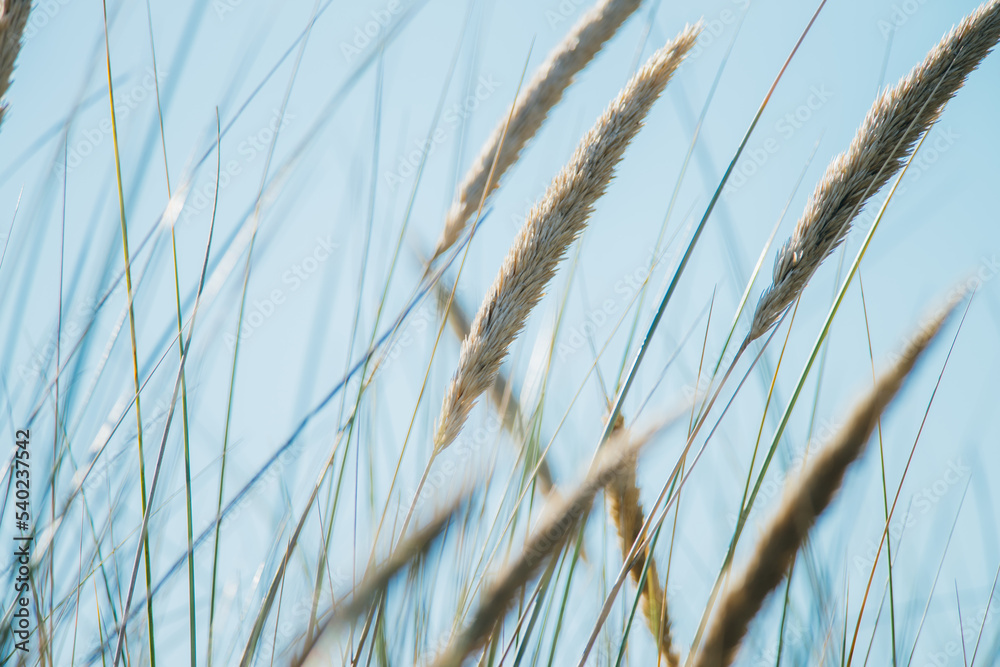 Dune grass in the summer, nature picture, Ameland, the Netherlands Dune grass in the summer, nature picture, Ameland, the Netherlands