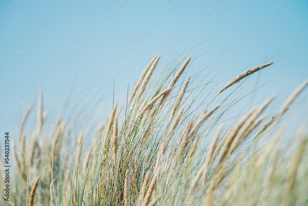 Fototapeta premium Dune grass in the summer, nature picture, Ameland, the Netherlands