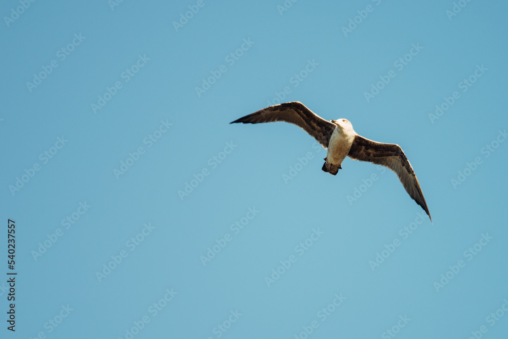 seagull in the beautiful blue sky