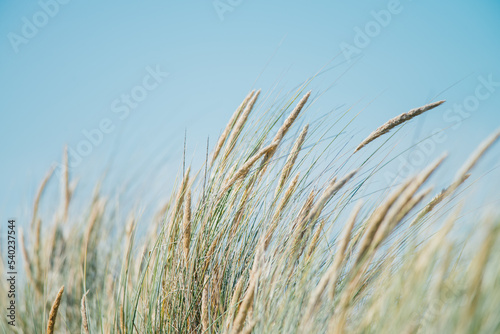 Dune grass in the summer, nature picture, Ameland, the Netherlands © David Peperkamp