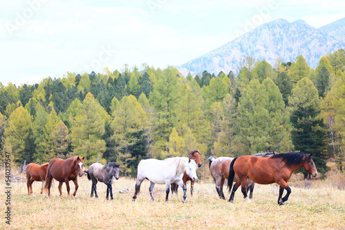 horses running across the steppe  dynamic freedom herd