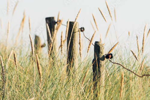 A fence in the high dune grass, Ameland, Netherlands, Wadden Islands