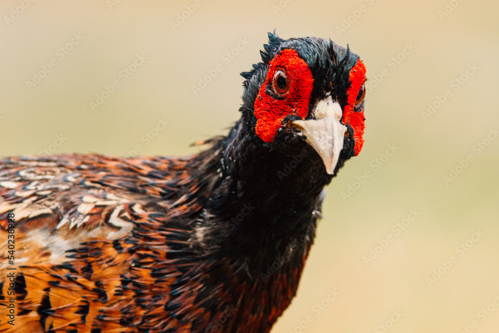 Close up of a wild Pheasant during the day somewhere in nature, male animal, Ameland, The Netherlands