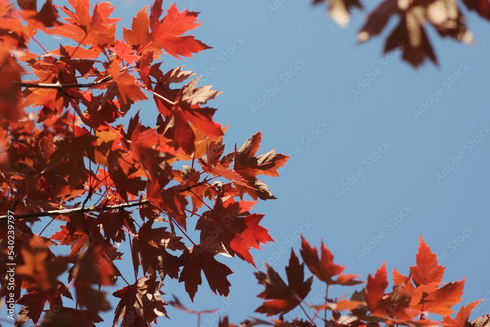 red maple leaves red maple leaves
