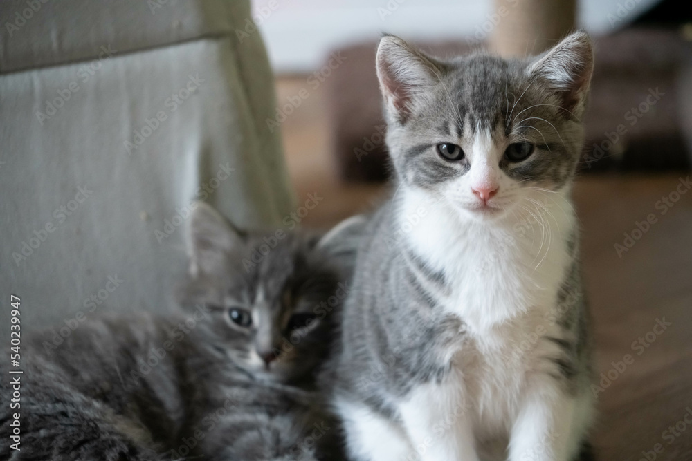 Portrait of two kittens Portrait of two kittens