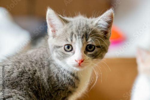Close up of Grey kitten